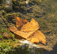 fileadmin/roha/images_galerie/Baum-natur-garten/Baeume/BAUM-AHORN-BL-0019-D-roha-Baum-Ahorn-Blatt-Herbst-Wasser-Moos.png