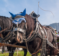 fileadmin/roha/images_galerie/brauchtum/Leonhardiritt/Inzell/BR-PFRI-INZ-0033-D-roha-Brauchtum-Pferdeumritt-Inzell-Michaeliritt-Pferd-Wagen.png