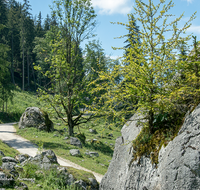 fileadmin/roha/images_galerie/Baum-natur-garten/Natur-Wildblumen-Landschaft/NATUR-BAUM-FELS-0005-D-roha-Natur-Fels-Baum-Gotzen-Alm-Weg.png