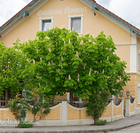 fileadmin/roha/images_galerie/orte_landschaft/Saaldorf/SAAL-SURH-NEUW-0001-D-roha-Saaldorf-Surheim-Neuwirt-Kastanienbaum-Gastgarten.png