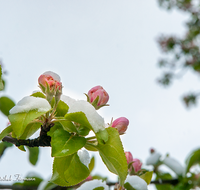 fileadmin/roha/images_galerie/Baum-natur-garten/Baeume/BAUM-APF-BLUE-0009-03-D-ADH-roha-Baum-Apfelbaum-Bluete-Knospe-Schnee-Baum-Apfelbaum-Bluete-Knospe-Schnee.png