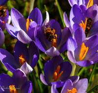 fileadmin/roha/images_galerie/Tiere/Insekten/BL-KROK-0014-8974-D-roha-Blumen-Krokus-Fruehling-lila-Biene-Apis-mellifera-crocus-Anthophila.png