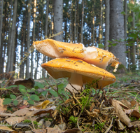 fileadmin/roha/images_galerie/Baum-natur-garten/Natur-Wildblumen-Landschaft/Natur-Pilze/NATUR-PILZ-FLIEG-0029-D-roha-Natur-Wald-Boden-Pilz-Schwammerl-Fliegenpilz.png