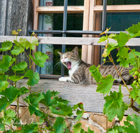 fileadmin/roha/images_galerie/Tiere/TIE-KATZ-0005-D-roha-Tiere-Katze-Fenster-Wein-Staude.png