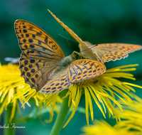 fileadmin/roha/images_galerie/Tiere/TIE-SCHMETT-KAIS-0001-D-roha-Tier-Schmetterling-Kaisermantel-Argynnis-paphia.png