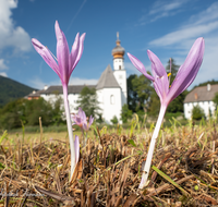 fileadmin/roha/Interessantes-in-Kurzform/AN-HOE-0085-01-7-01-D-roha-Anger-Hoeglwoerth-Biotop-Colchicum-autumnale.png