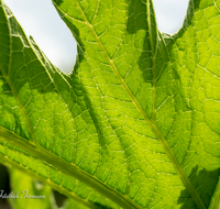 fileadmin/roha/images_galerie/Baum-natur-garten/Gemuese-Garten-Kraeuter-neu/GAR-GEM-0032-04-D-roha-Garten-Gemuese-Zucchini-Blatt-Ader.png