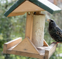 fileadmin/roha/images_galerie/Tiere/Vogel/TIE-VOEG-HAEUSCH-0015-01-1114-04-D-roha-Tiere-Vogel-Haeuschen-Futter-Star-Sturnus-vulgaris.png