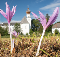 fileadmin/roha/images_galerie/Hintergrund-Download/2048x1152/AN-HOE-0085-01-7-01-D-roha-Anger-Hoeglwoerth-Biotop-Colchicum-autumnale.png