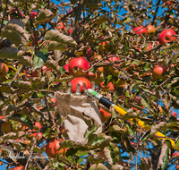 fileadmin/roha/images_galerie/Baum-natur-garten/Baeume/BAUM-APFEL-OBST-0016-D-roha-Baum-Apfel-Obst-Herbst-Ernte.png