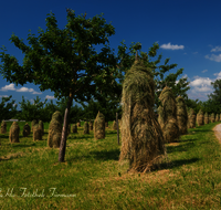 fileadmin/roha/images_galerie/Landwirtschaft/LANDW-HEU-HIEF-0005-D-roha-Landwirtschaft-Streuobstwiese-Heu-Ernte-Hiefel-Marquartstein.png