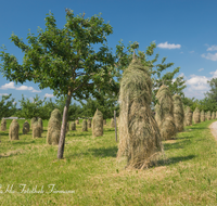 fileadmin/roha/images_galerie/Landwirtschaft/LANDW-HEU-HIEF-0005-D-roha-Landwirtschaft-Streuobstwiese-Heu-Ernte-Hiefel-Marquartstein.png