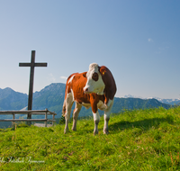 fileadmin/roha/images_galerie/orte_landschaft/Stoisser-Alm/TEI-STO-KUH-0008-D-roha-Teisendorf-Anger-Stoisser-Alm-Hochstaufen-Zwiesel-Gipfelkreuz-Kuh.png