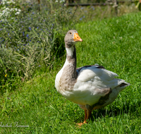 fileadmin/roha/images_galerie/Tiere/TIE-VOEG-GANS-0005-D-roha-Tiere-Voegel-Gans-Anserinae-Wiese.png