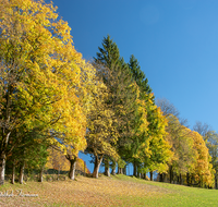 fileadmin/roha/images_galerie/Baum-natur-garten/Baeume/BAUM-WALD-HERB-0009-01-D-roha-Baum-Herbst-Wald-Weg-Ramsau-Taubensee.png