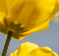 fileadmin/roha/images_galerie/Hintergrund-Download/1920x1080_-_Handy/BL-HAUSG-TULP-0040-01-D-roha-Hausgarten-Blumen-Tulpen-Tulipa-Fruehling-gelb.png