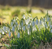 fileadmin/roha/images_galerie/Baum-natur-garten/Natur-Wildblumen-Landschaft/BL-SCHNEEGL-0021-D-roha-Blumen-Schneegloeckchen-Galanthus.png