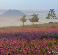 fileadmin/roha/images_galerie/Hintergrund-Download/2048x1152/BL-WIESE-TEIS-PAT-SO-0006-D-roha-Blumenwiese-Patting-Teisendorf.png