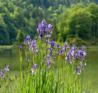 fileadmin/roha/images_galerie/Baum-natur-garten/Natur-Wildblumen-Landschaft/REIT-IM-WI-WEITS-0025-D-roha-Reit-im-Winkl-Weitsee-Wasser-See-Iris.png