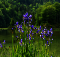 fileadmin/roha/images_galerie/Baum-natur-garten/Natur-Wildblumen-Landschaft/REIT-IM-WI-WEITS-0025-D-roha-Reit-im-Winkl-Weitsee-Wasser-See-Iris.png