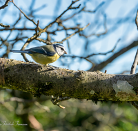 fileadmin/roha/images_galerie/Tiere/Vogel/TIE-VOEG-MEIS-0001-D-roha-Tier-Vogel-Blaumeise.png