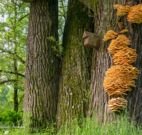 fileadmin/roha/images_galerie/Baum-natur-garten/Baeume/BAUM-STAMM-SCHWAMM-0002-D-roha-Baum-Stamm-Stockschwamm-Wald-Nistkasten.png