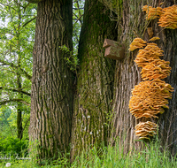 fileadmin/roha/images_galerie/Baum-natur-garten/Baeume/BAUM-STAMM-SCHWAMM-0002-D-roha-Baum-Stamm-Stockschwamm-Wald-Nistkasten.png