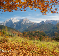 fileadmin/roha/images_galerie/orte_landschaft/Berchtesgaden/Ramsau/BGD-RA-LAN-GOE-0003-D-roha-Berchtesgaden-Ramsau-Landschaft-Herbst-Hoher-Goell-Buche.png