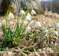 fileadmin/roha/images_galerie/Baum-natur-garten/Natur-Wildblumen-Landschaft/BL-SCHNEEGL-0014-07-D-roha-Blumen-Schneegloeckchen-Fruehlingsknotenblume-Leucojum-vernum.png