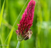 fileadmin/roha/images_galerie/Baum-natur-garten/Natur-Wildblumen-Landschaft/BL-WIESE-BIE-0007-D-roha-Blumenwiese-Blutklee-Biene-Apiformes.png