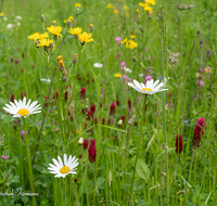 fileadmin/roha/images_galerie/Baum-natur-garten/Natur-Wildblumen-Landschaft/BL-WIESE-UF-0004-07-D-roha-Blumenwiese-Blutklee-Margerite.png