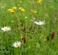 fileadmin/roha/images_galerie/Baum-natur-garten/Natur-Wildblumen-Landschaft/BL-WIESE-UF-0004-07-D-roha-Blumenwiese-Blutklee-Margerite.png