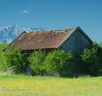 fileadmin/roha/images_galerie/orte_landschaft/Haarmoos/HAARM-0034-07-D-roha-Abtsdorf-Haarmoos-Zwiesel-Stadel-Fruehling-Blumenwiese.png