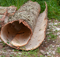 fileadmin/roha/images_galerie/Landwirtschaft/Forst-Holzknecht/HOLZKNE-0004-2018-1341-02-D-roha-Holzknecht-Teisenberg-Baum-Fichte-Rinde.png