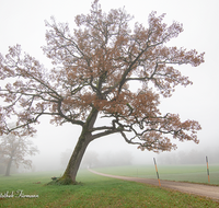 fileadmin/roha/images_galerie/wege/STIM-TEI-AN-RA-0011-D-roha-Stimmung-Teisendorf-Anger-Ramsau-Nebel-Eiche-Weg.png