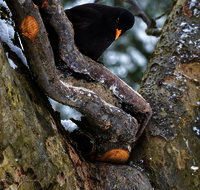 fileadmin/roha/images_galerie/Tiere/Vogel/TIE-VOEG-AMS-0010-D-roha-Tiere-Vogel-Amsel-Turdus-merula.png