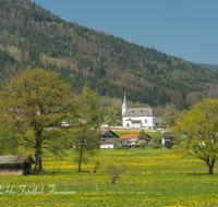 fileadmin/roha/images_galerie/orte_landschaft/Anger/Aufham/AUF-0015-01-D-roha-Aufham-Anger-Blumenwiese-Fruehling-Stadel.png