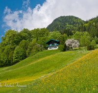 fileadmin/roha/images_galerie/orte_landschaft/Berchtesgaden/Ramsau/BGD-RA-LAN-0041-D-roha-Berchtesgaden-Ramsau-Landschaft-Blumenwiese-Fruehling-Landwirtschaft.png