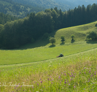 fileadmin/roha/images_galerie/Landwirtschaft/LANDW-EXPON-FUER-0001-D-roha-Landwirtschaft-exponiert-Anger-Fuermannalm-Maehen-Blumenwiese.png