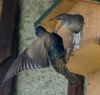 fileadmin/roha/Interessantes-in-Kurzform/ab-5-2023/TIE-VOEG-STAR-0011-16-D-roha-Tiere-Vogel-Star-Sturnus-vulgaris-Junges.png