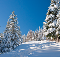 fileadmin/roha/images_galerie/wege/WEGE-WINT-STO-0001-D-roha-Weg-Winter-Stoisseralm-Teisenberg-Teisendorf-Anger-Wald.png