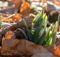 fileadmin/roha/images_galerie/Baum-natur-garten/Natur-Wildblumen-Landschaft/BL-SCHNEEGL-0034-D-roha-Blumen-Schneegloeckchen-Galanthus.png