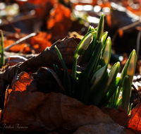 fileadmin/roha/images_galerie/Baum-natur-garten/Natur-Wildblumen-Landschaft/BL-SCHNEEGL-0034-D-roha-Blumen-Schneegloeckchen-Galanthus.png