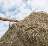 fileadmin/roha/images_galerie/brauchtum/Leonhardiritt/Holzhausen_01/Kaltblutfest/BR-PFRI-HOLZ-KALTBL-2015-1010-06-D-roha-Brauchtum-Kaltblut-Pferd-Holzhausen-Teisendorf-Heuwagen.png