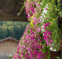 fileadmin/roha/images_galerie/Baum-natur-garten/Haus-Blumenschmuck-Deko/LANDA-BLUMENSCHM-OBERR-0005-D-roha-Landart-Bauernhaus-Balkon-Blumenschmuck-Oberreit.png