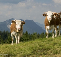 fileadmin/roha/reportagen/Stoisser-Alm-Kapelle-Gipfelkreuz-8-2017/TEI-STO-KUH-0009-02-D-roha.jpg