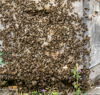 fileadmin/roha/images_galerie/Tiere/TIE-BIEN-BEUTE-0012-D-roha-Tiere-Insekten-Honig-Biene-Beute-Apis-mellifera-Garten.png