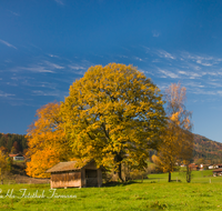 fileadmin/roha/images_galerie/orte_landschaft/Anger/Aufham/AUF-0015-D-roha-Aufham-Anger-Herbst-Stadel-Eiche.png