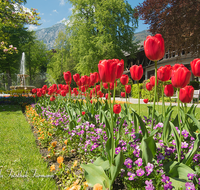 fileadmin/roha/images_galerie/orte_landschaft/Bad-Reich-Kurgarten-Beleuchtung/BAD-REI-KURGAR-0015-06-D-roha-Bad-Reichenhall-Kurgarten-Gradierwerk-Brunnnen-Tulpen.png