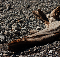 fileadmin/roha/images_galerie/orte_landschaft/Berchtesgaden/Wimbachklamm-Wimbachgries/BGD-WIMB-0019-D-roha-Berchtesgaden-Ramsau-Wimbachgries-Nationalpark-Totholz.png